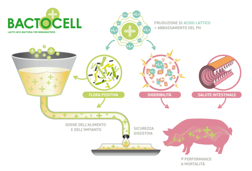 Bactocell graphic